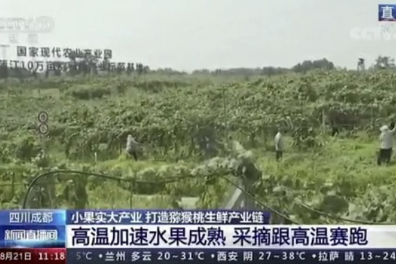 央視新聞中的天然蕓苔素、生物農(nóng)藥助力綠色農(nóng)業(yè)、品牌農(nóng)產(chǎn)品更有價值