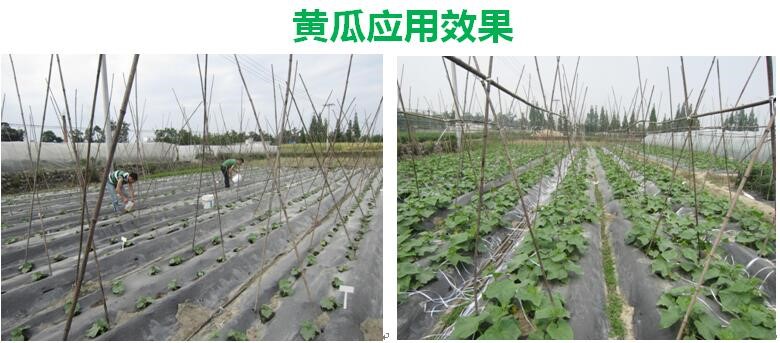 氨基寡糖素 - 植物的免疫衛(wèi)士，根結線蟲的克星