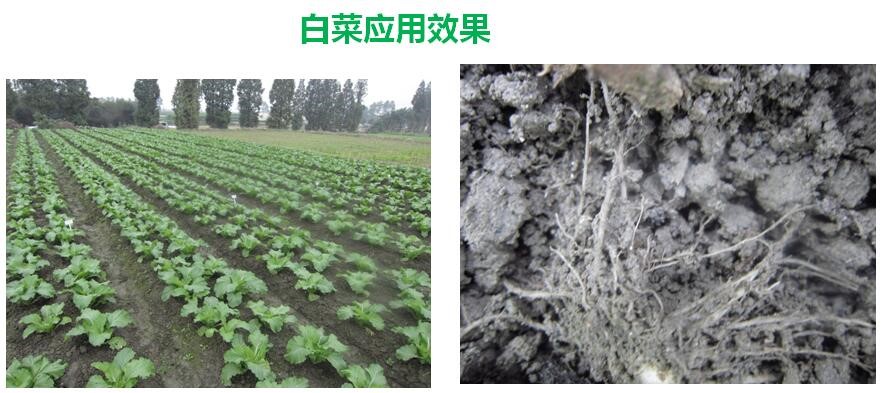 氨基寡糖素 - 植物的免疫衛(wèi)士，根結線蟲的克星
