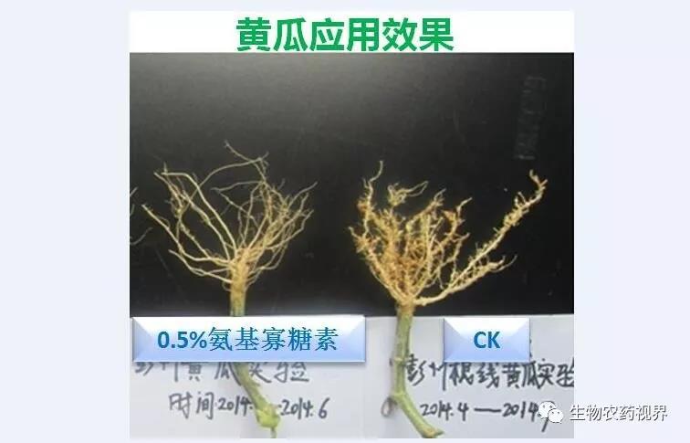 氨基寡糖素 - 植物的免疫衛(wèi)士，根結線蟲的克星