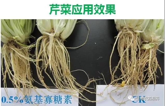 氨基寡糖素 - 植物的免疫衛(wèi)士，根結線蟲的克星