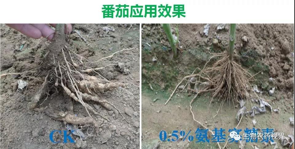 氨基寡糖素 - 植物的免疫衛(wèi)士，根結線蟲的克星