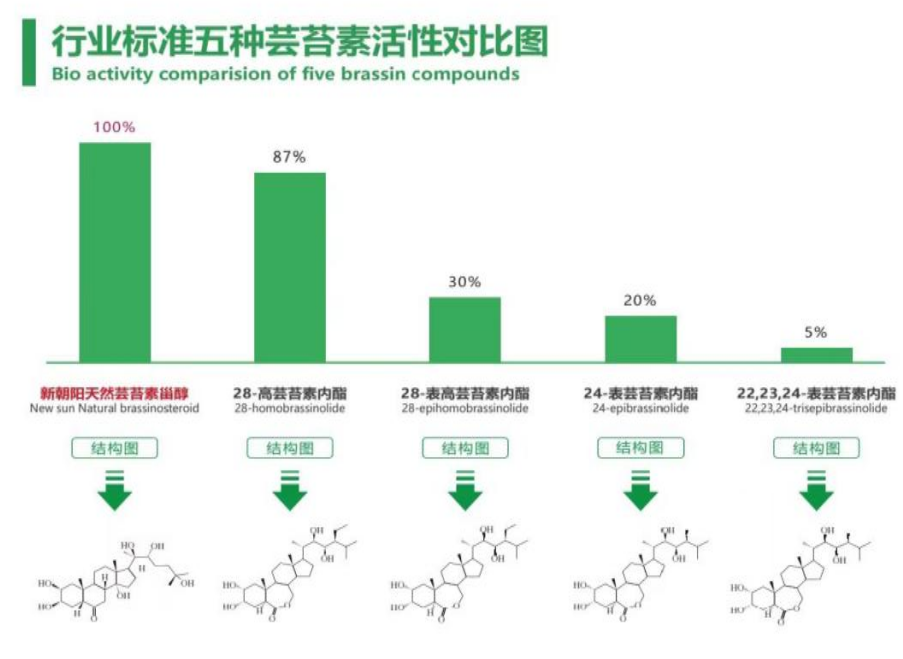小麥拌種選新朝陽天然蕓苔素，讓小麥高產(chǎn)贏在起跑線上！（小麥在什么時(shí)候用蕓苔素效果最佳）