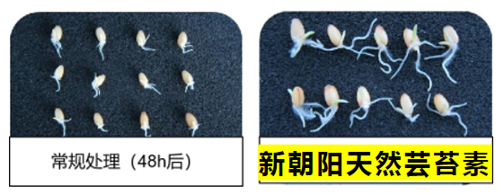 小麥拌種選新朝陽天然蕓苔素，讓小麥高產(chǎn)贏在起跑線上?。ㄐ←溤谑裁磿r(shí)候用蕓苔素效果最佳）