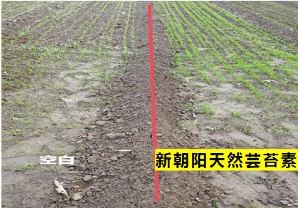 小麥拌種選新朝陽天然蕓苔素，讓小麥高產(chǎn)贏在起跑線上?。ㄐ←溤谑裁磿r(shí)候用蕓苔素效果最佳）